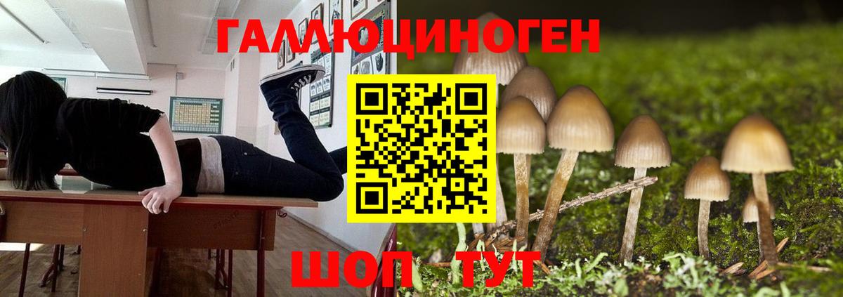 Галлюциногенные грибы Psilocybe Россия